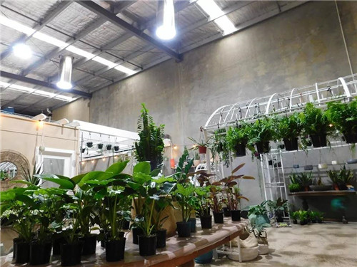 导光管在绿植栽培应用