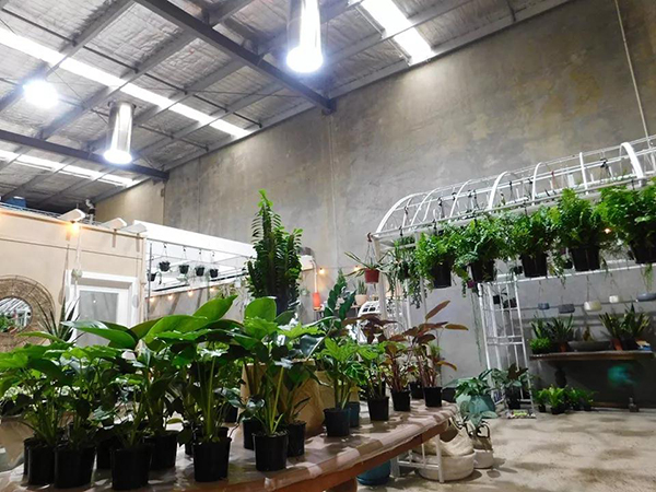 索乐图导光管为你诠释，自然光对植物和人的积极影响